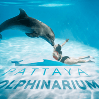 Dolphinarium Pattaya - Swim with Dolphins Experience — gallery 1