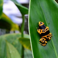 Victoria Butterfly Gardens: Entry Ticket