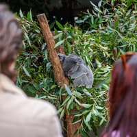 Lone Pine Koala Sanctuary Tickets with Brisbane River Cruise — gallery 2