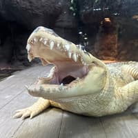 Audubon Aquarium & Insectarium: Combo Entry Ticket — gallery 1