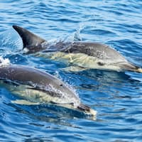 Lisbon Dolphin Watching Cruise — gallery 1