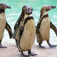 Zoo Nights at London Zoo