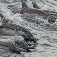 Long Beach: Whale and Dolphin Watching Cruise — gallery 1