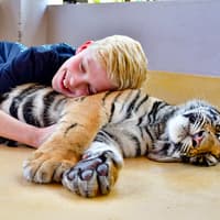 Tiger Park Tickets with Tiger Play Packages: Non-Thai Residents — gallery 2