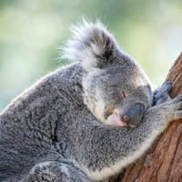 Port Stephens Koala Sanctuary, Port Stephens Koala Sanctuary, Sydney