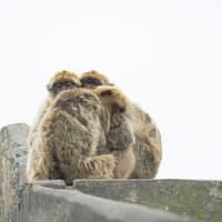 Gibraltar: Guided Day Tour from Seville — gallery 2