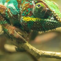 London Zoo: Entry Ticket — gallery 1