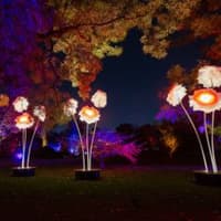 Lightscape Brooklyn — gallery 1