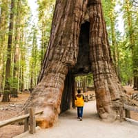 From San Jose: Yosemite Valley Day Trip