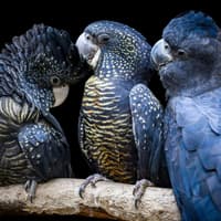 Featherdale Sydney Wildlife Park: Entry Ticket