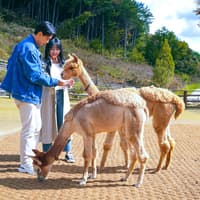 From Seoul: Alpaca World, Nami Island & Garden of Morning Calm Day Trip — gallery 4