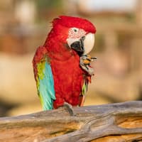 Parrot World: Annual Pass
