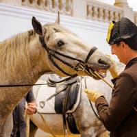 Spanish Riding School Training with Music Tickets — gallery 2