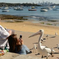 Sydney: Sightseeing Bus Tour