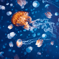 SEA LIFE London Aquarium: Standard Admission Tickets — gallery 4