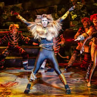 Cats — gallery 1