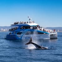 Whale Watching Cruise Gold Coast tickets, Main Beach, photo 4