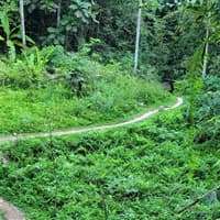 Ubud: Privat rundtur med guide + transport, Ubud