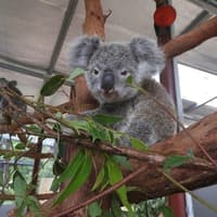 باغ‌وحش کوآلا کوراندا: بلیط ورود, Kuranda Koala Gardens, Kuranda
