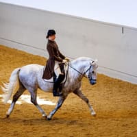 Spanish Riding School Training with Music Tickets — gallery 4