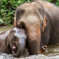 Tur Guidat de o Zi la Piața Plutitoare Damnoen Saduak & Tabăra de Elefanți din Bangkok, Bangkok