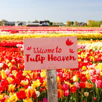 Tulip Experience Tickets with Tulip Fields Visit and Optional Transfers from Amsterdam — gallery 4