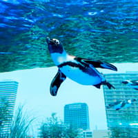 Sunshine Aquarium Tickets — gallery 1