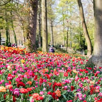 Groot-Bijgaarden Castle: Floralia Brussels Entry Ticket — gallery 4