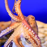 SEA LIFE Munich Ticket — gallery 4