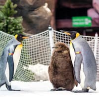 Ski Dubai: Snow Premium Tickets with Penguin Encounter — gallery 2