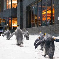 Ski Dubai: Snow Premium Tickets with Penguin Encounter — gallery 4