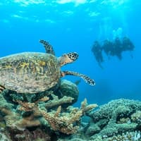 Cairns: Outer Great Barrier Reef Full-Day Tour with Lunch — gallery 3
