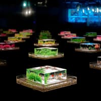 Art Aquarium Museum Ginza Tickets — gallery 3