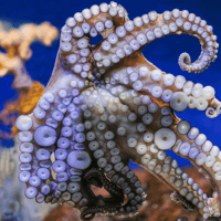 Barcelona Aquarium: Flexi-Ticket — gallery 3
