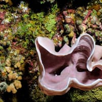 Hurghada: Guided Scuba Diving Experience + Roundtrip Transfer + Lunch — gallery 1