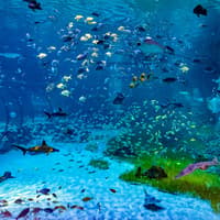 National Aquarium Abu Dhabi Tickets — gallery 3