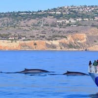 West Harbor: Whale and Dolphin Watching Cruise — gallery 1