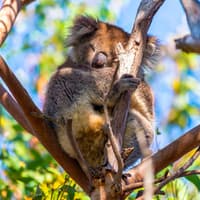 Great Ocean Road Premium Coach Tour — gallery 1