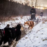 From Krakow: Tatra Mountains Dog Sledding Tour — gallery 5