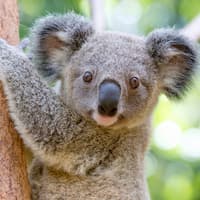 Currumbin Wildlife Sanctuary Tickets at Currumbin Wildlife Sanctuary, Gold Coast, photo 1