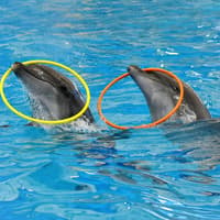 Phuket Dolphin Show Tickets: Thai Residents — gallery 2