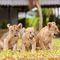 Lion Land Phuket Tickets — gallery 3