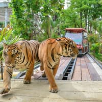 Tiger Park Biletleri, Tiger Park Phuket, Phuket