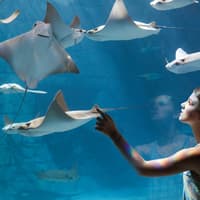 SeaWorld Orlando: Entry Ticket + Optional All-Day Dining Deal — gallery 3