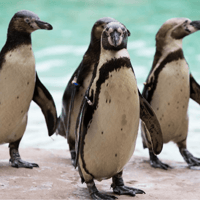 London Zoo Entrance Tickets — gallery 2