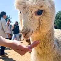 From Seoul: Alpaca World, Nami Island & Garden of Morning Calm Day Trip — gallery 3