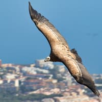 Benalmadena Cable Car Tickets — gallery 2