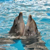 Phuket Dolphin Show Tickets: Foreigners — gallery 4