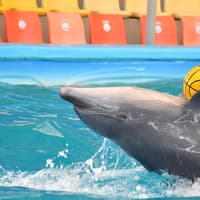 Phuket Dolphin Show Tickets: Foreigners — gallery 2