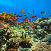 Tur Sehari Snorkeling Nusa Penida & Manta Point, Jl. Tukad Punggawa No.238, Bali